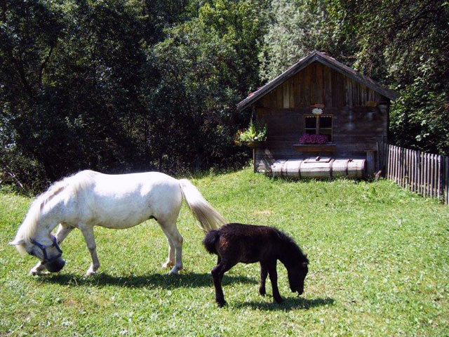 gesundheitsbauernhof-sagenschneider-s06-ried-im-oberinntal