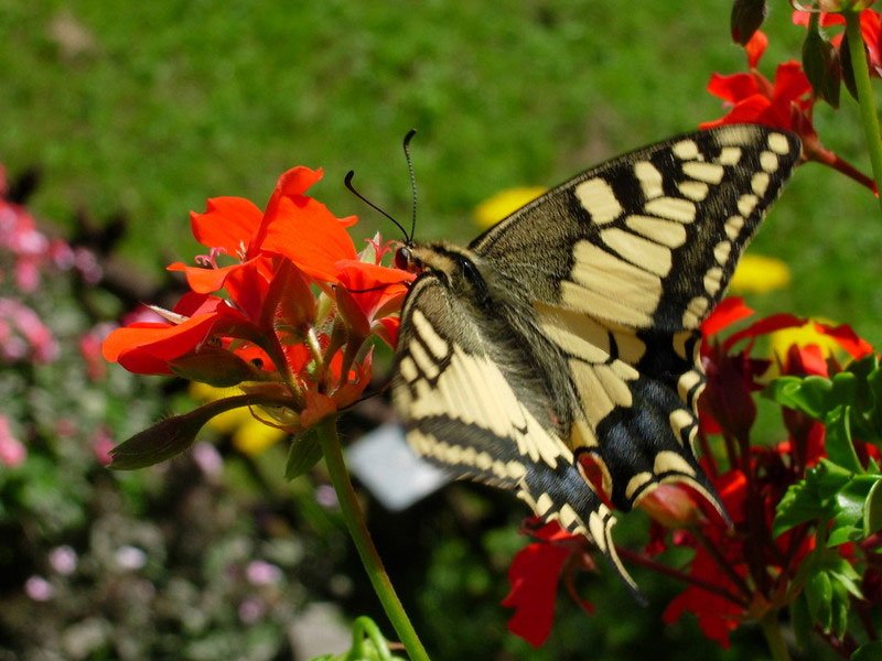 schmetterling