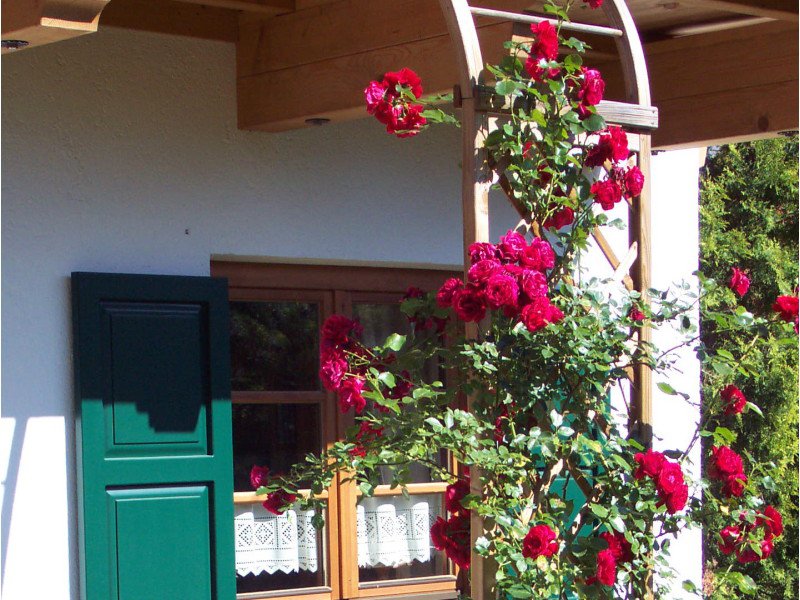 004-unser-stolz-die-bauernrosen-am-balkon