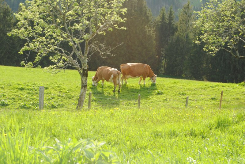 sommer-hopfgarten-siedler-kuehe-2