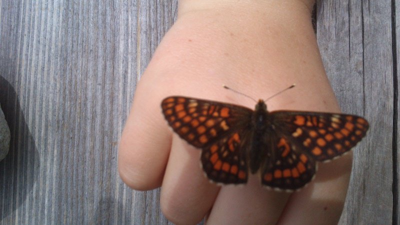 l-schmetterling