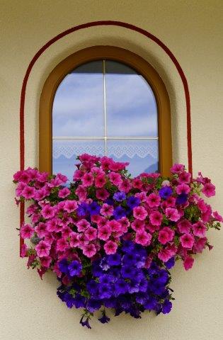 blumenfenster