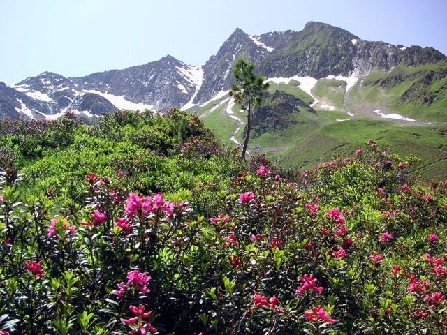 15ferienwohnungen-wechselberger-hippach