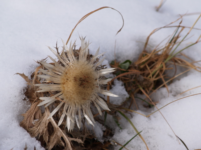 blume-im-schnee