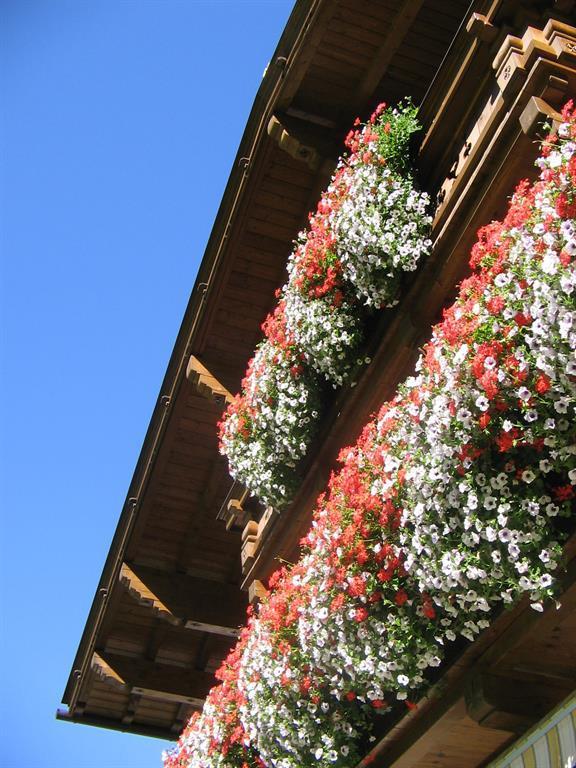 004-blumenpracht-auf-dem-suedbalkon