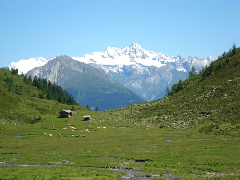 ochsenalm-osttirol-sommerurlaub