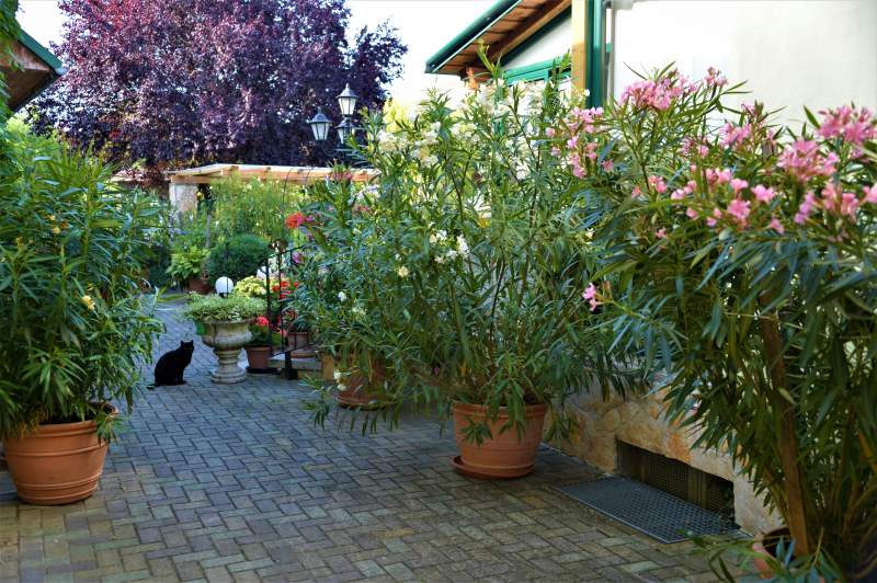 4c8ed99c-2283-49d4-9e95-af6d93585599