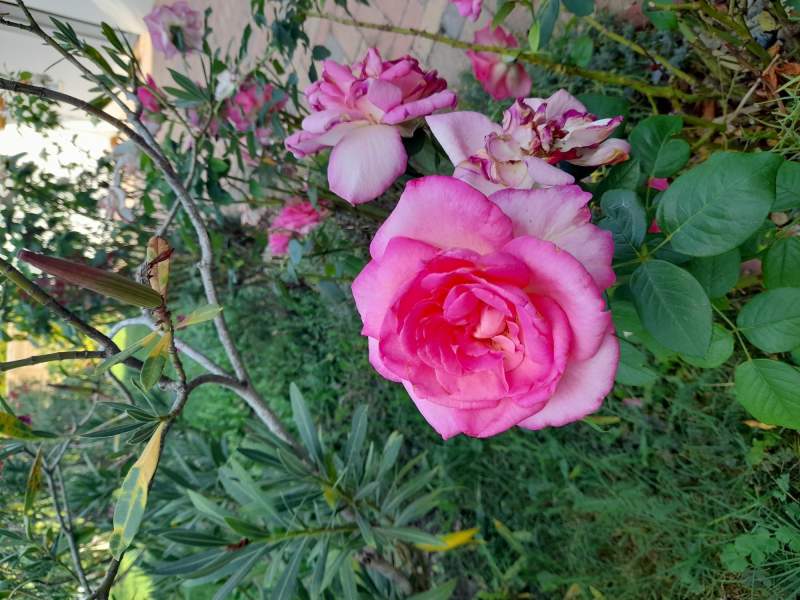 39d1ddd1-af38-4b97-8efc-82aa52798b63