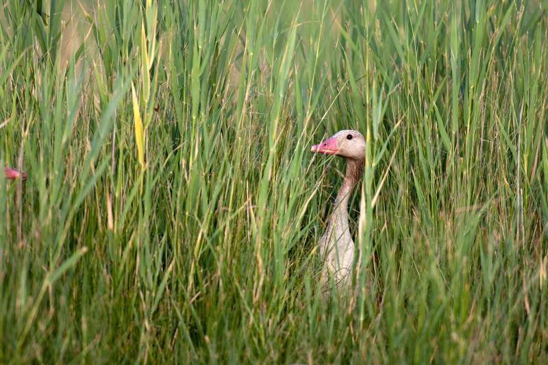 29ab09ce-3f5e-47cb-9698-9c91158c2ece