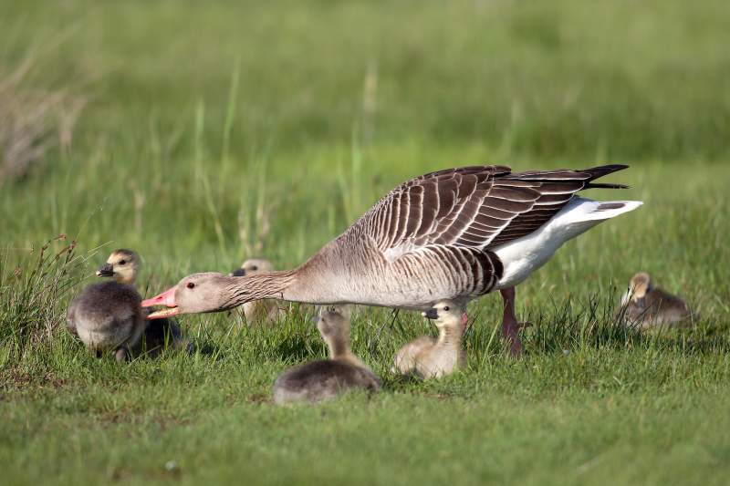 afc7ba2a-6984-4a38-a082-1d3d71a72df7