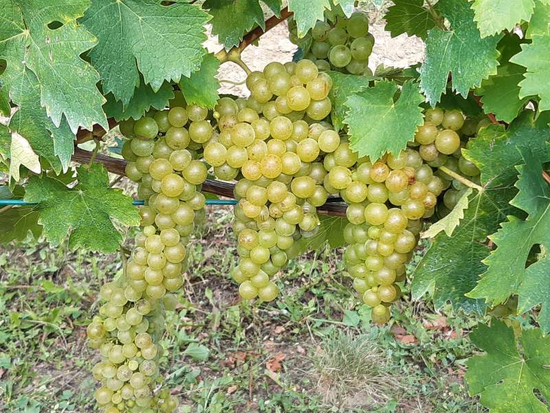 1ce55868-6be8-4d2b-8e33-bc21ee334b20