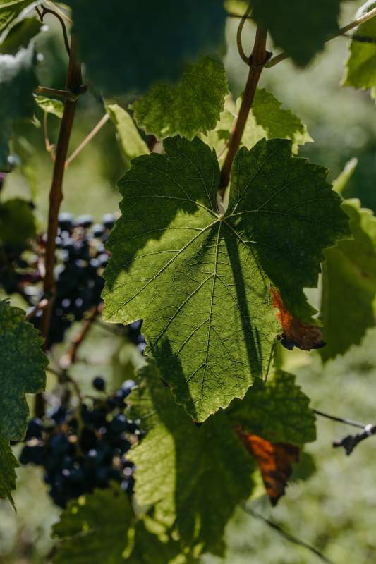 0685b5cf-3dba-4885-974c-cac382c49d2c