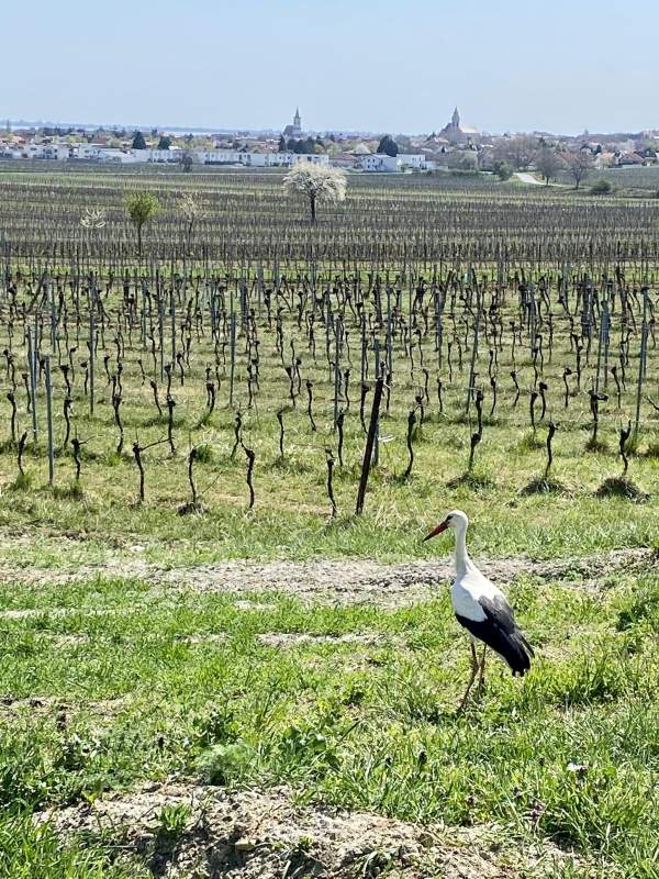 b217790e-8a67-496f-a68a-8d2d9eef3071